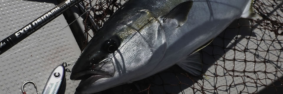 MC Works EXPLOSION FULLCONTACT EXP835CTR SPECIAL MODEL