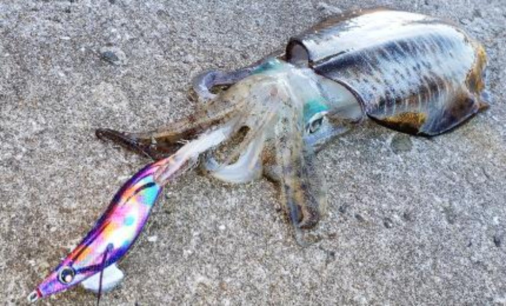 Yo-zuri AURIE-Q CLOTH Squid Jig #3.0 A1031N