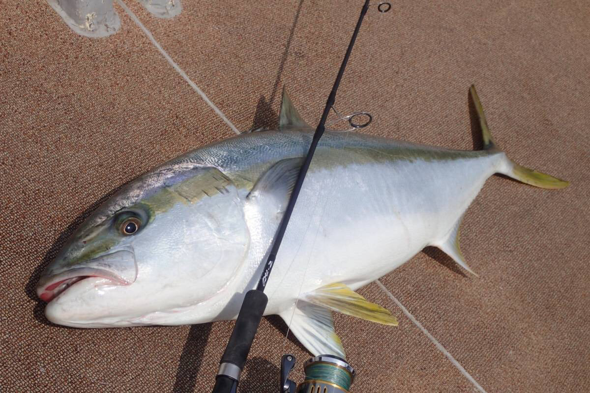 TRUTH JAPAN Trick Star 624 (Jiging Spinning Model for Yellowtail)