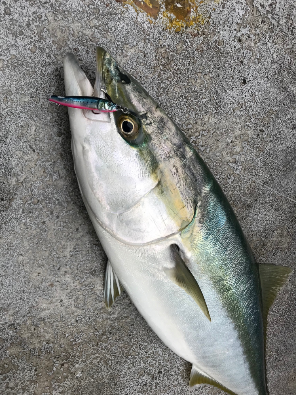 Little Jack Jig METAL ADICT Type-04 150g