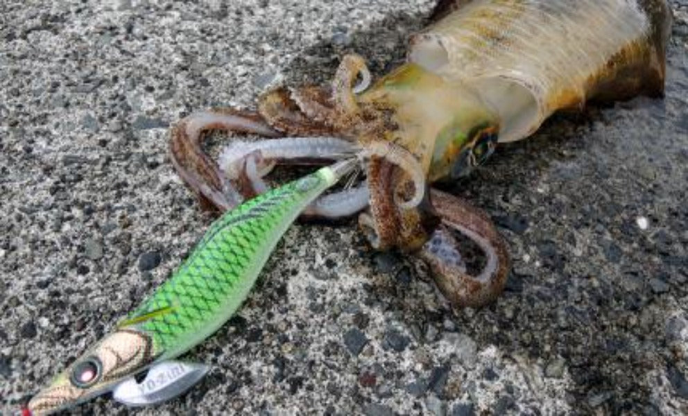 DUEL AURIE-Q FINACE Squid Jig A1748 #3.5 (NEW COLORS)