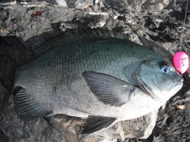 Kizakura ISO Fishing Float i-style beppin Pink