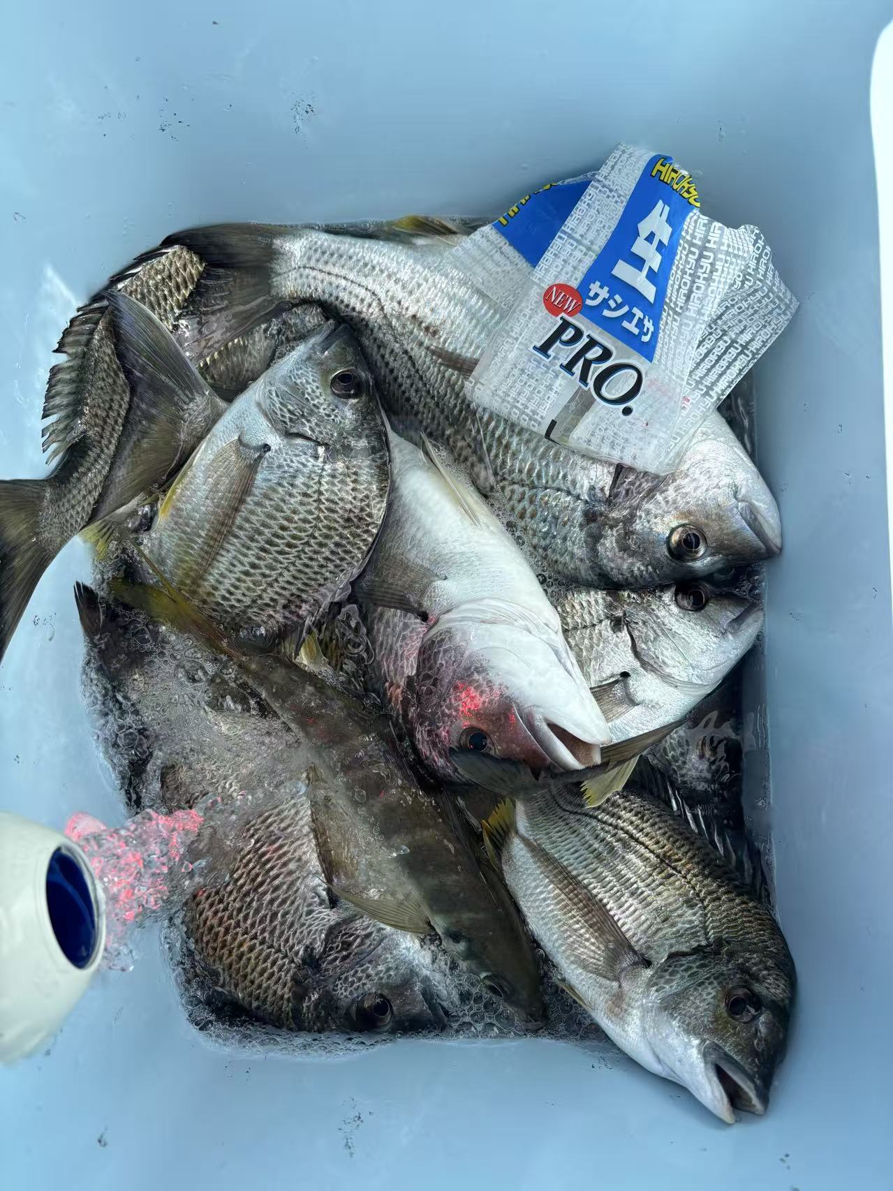 (in-store only)Marinated krill bait 腌制南极虾