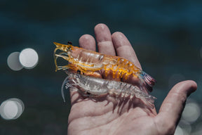 NOMAD LIVE OPS Switcher Shrimp 3.5" - 5 Pack